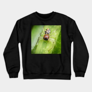 A Flat Abdomen Crab Spider (Camaricus maugei) Crewneck Sweatshirt